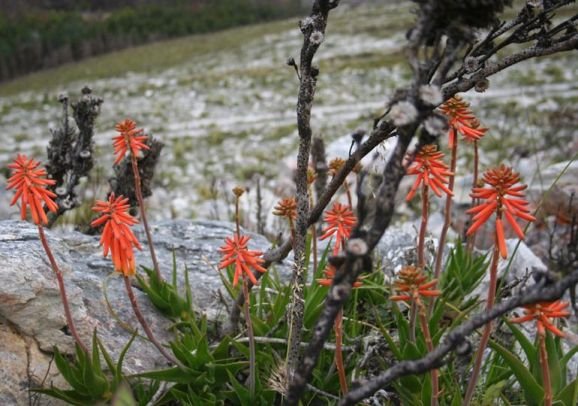 Aloiampelos juddii flowering red orange